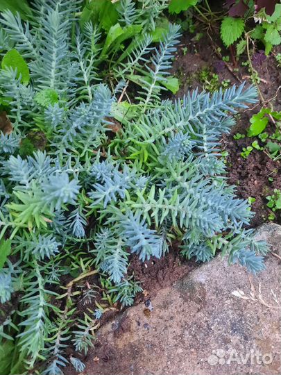 Низкие многолетники