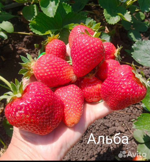 Рассада крупноплодных сортов клубники зкс