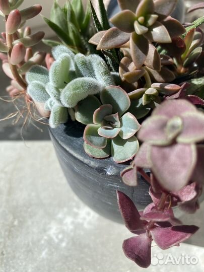 Суккуленты в керамическом кашпо