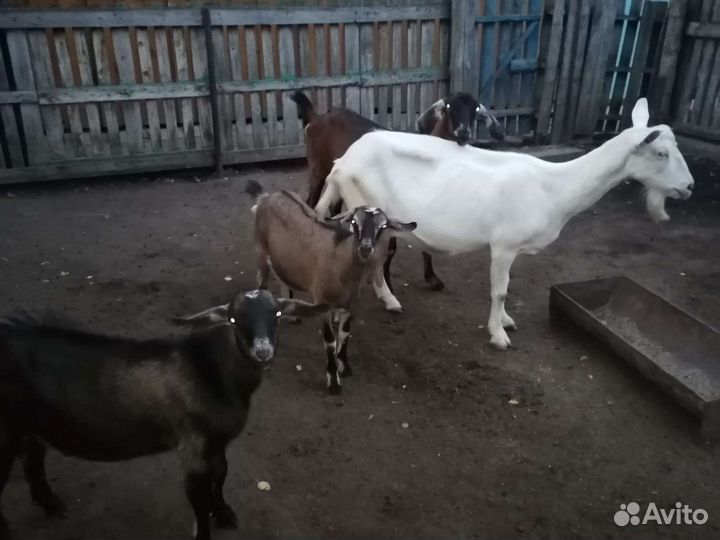 Коза с козлятами