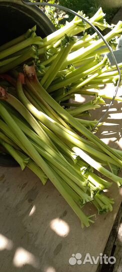 Ревень черешки