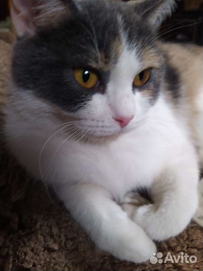 Кошки в добрые руки