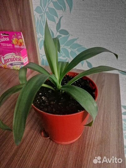 Пальма юкка