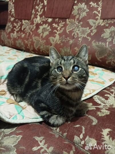 Нежный и ласковый котёнок Оскар в добрые руки