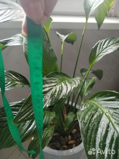 Спатифиллум