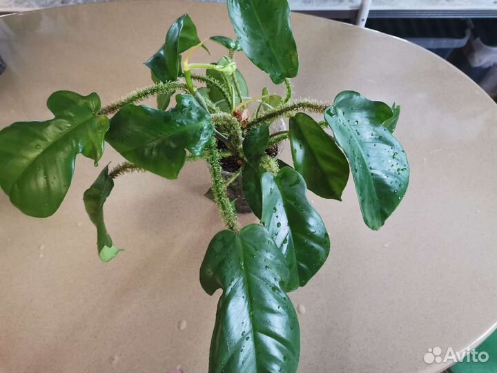 Филодендрон Чешуеносный
