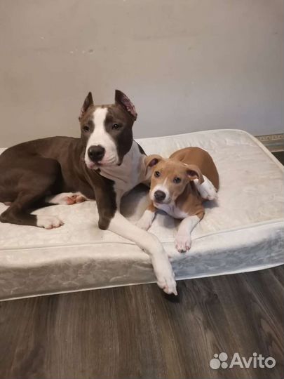 Вязка стаффордширский терьер