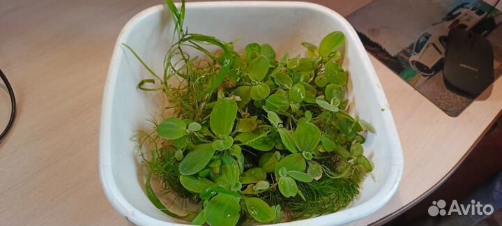 Аквариумные растения прополка