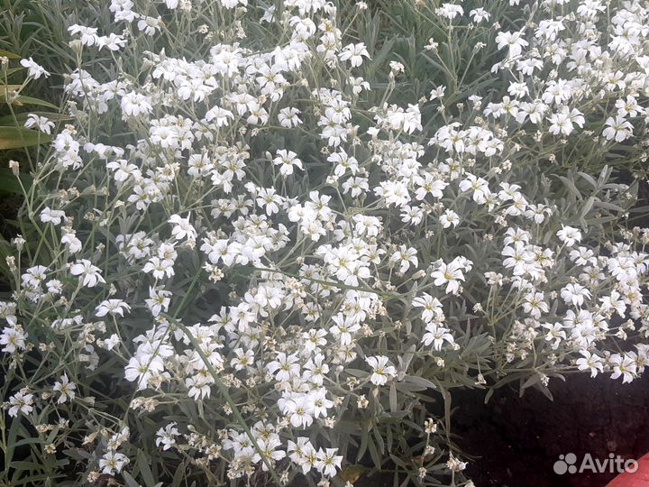 Хризантема