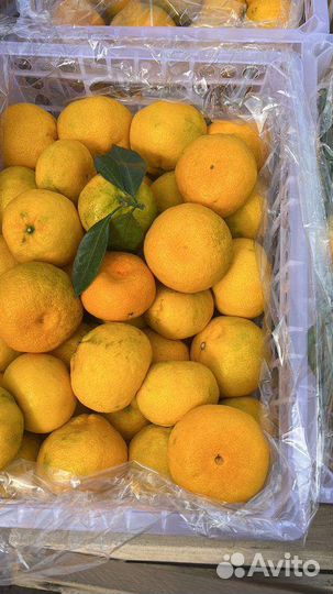 Мандарин Сладкий Свежий Доставка