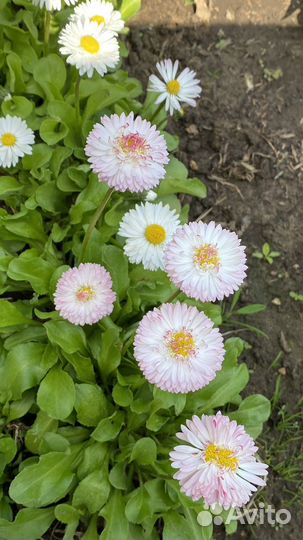 Маргаритки, Настурция, Календула