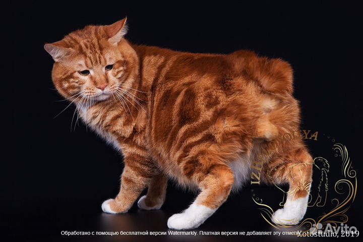 Котенок курильского бобтейла