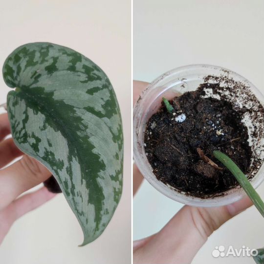 Комнатные растения #1