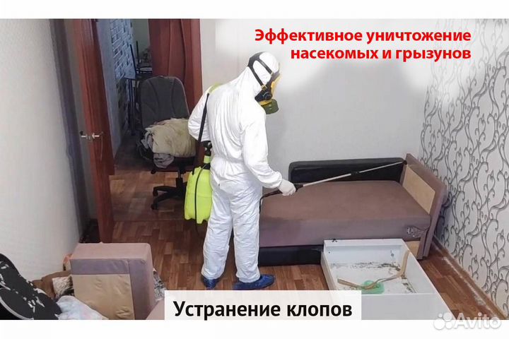 Уничтожение клопов тараканов грызунов блох