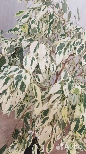 Фикус бенджамина