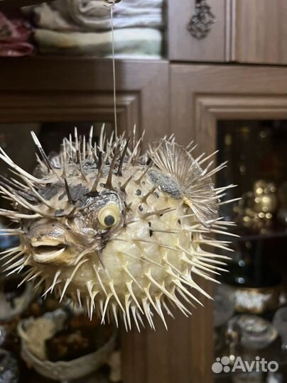 Чучело рыбы-ёж