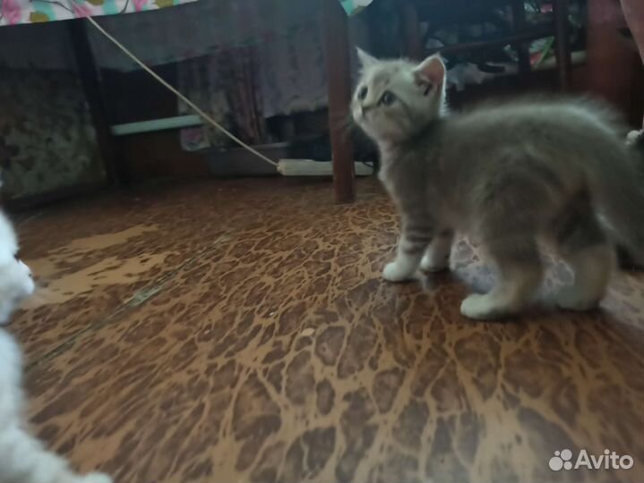 Красивые котята