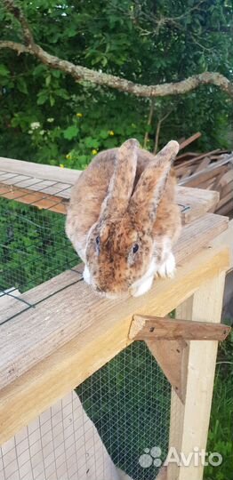 Очаровательные рексы