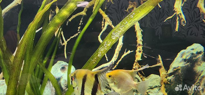 Скалярии пара