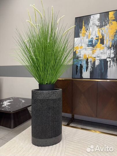 Растение интерьерное