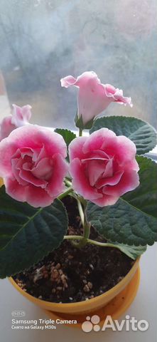 Глоксиния лист