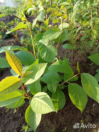 Красная черемуха