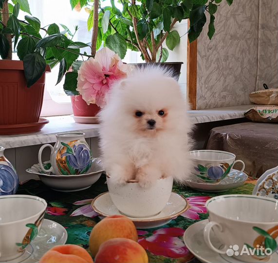 Померанский мини щенок