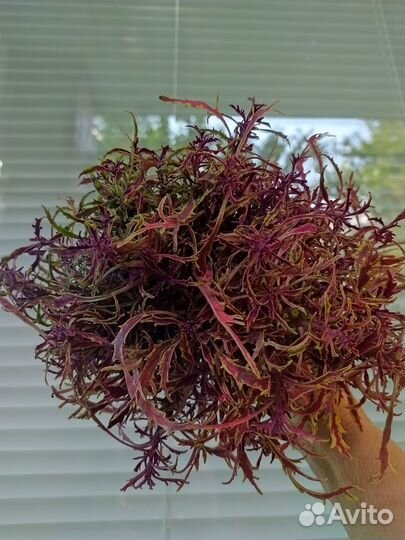 Вегетативные колеусы