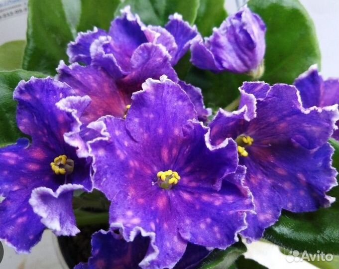 Фиалки (детки и стартеры)