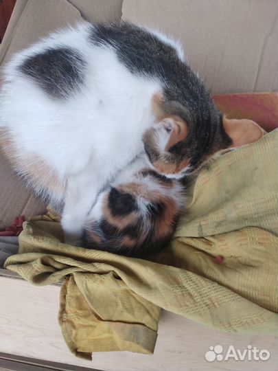 Кошка в добрые руки бесплатно