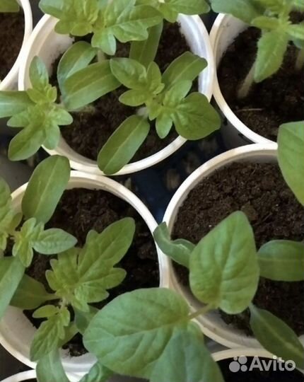 Рассада томатов коллекционных сортов