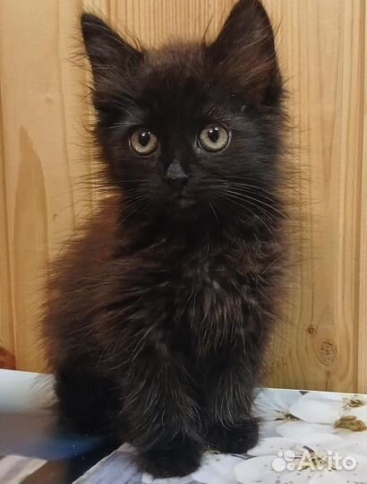 Котёнок. Мальчик