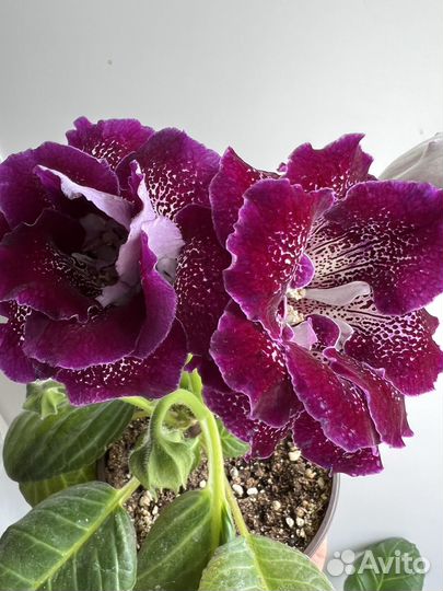 Глоксиния,фикус
