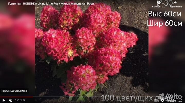 Новинка 2023 г. Гортензия метельчатая Литтл Рози