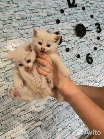 Отдам в добрые руки