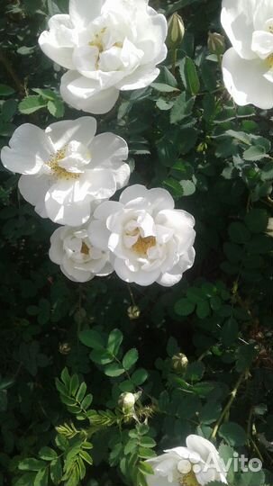 Декоративные кусты