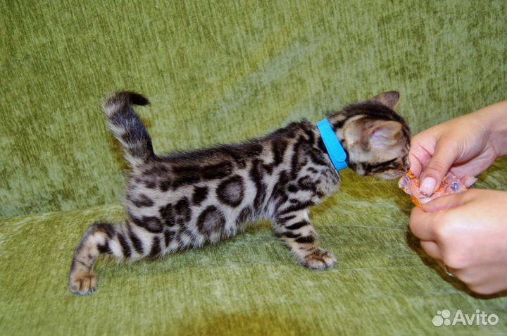Бенгальская кошка