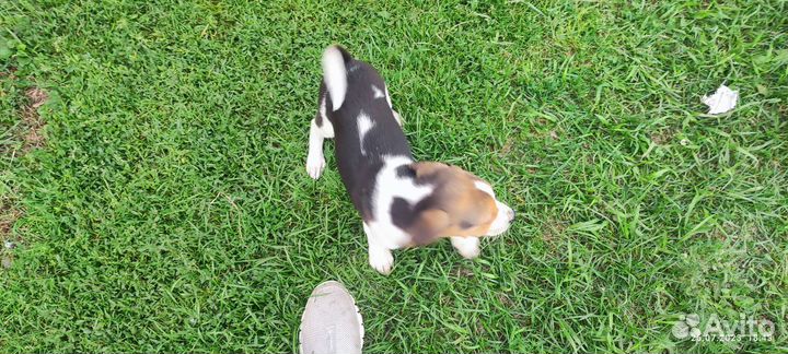 Русская пегая гончая