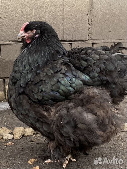 Куры породные