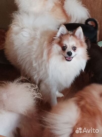 Немецкий щпиц