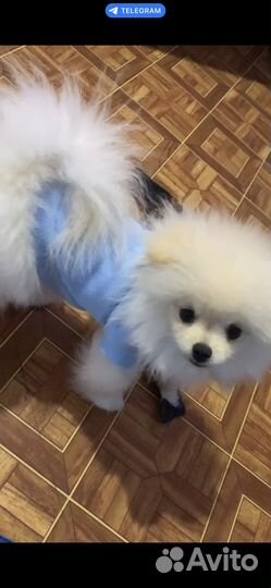 Одежда для маленьких собак