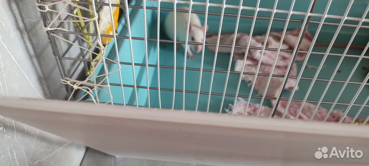 Крыса с клеткой