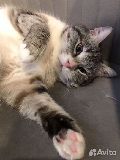 Усы кота. Натуральные усы кота. Усы для игрушек