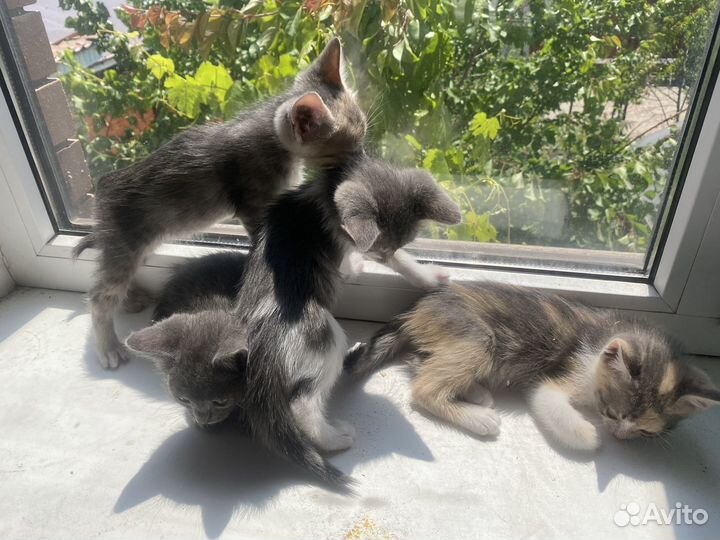 Котята в добрые руки, дымчатую кошечку забрали