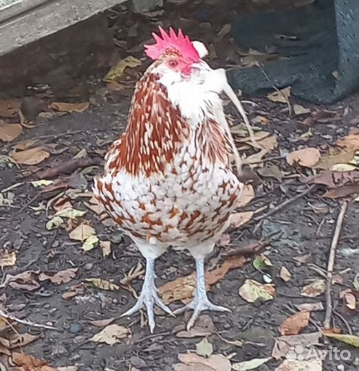 Молодые петухи