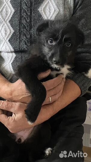 Отдаю в добрые руки