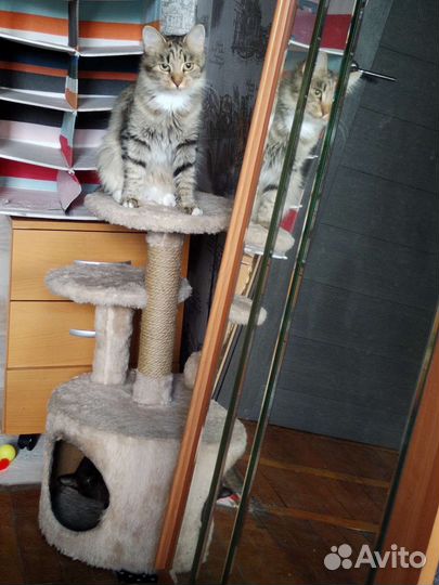 Передержка кошечек и котиков на дому