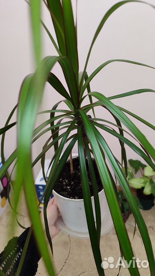 Комнатные цветы драцена финиковая пальма, молочай