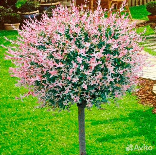 Ива хакуро и фламинго молодые и взрослые саженцы