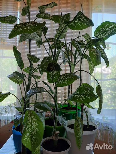 Диффенбахия